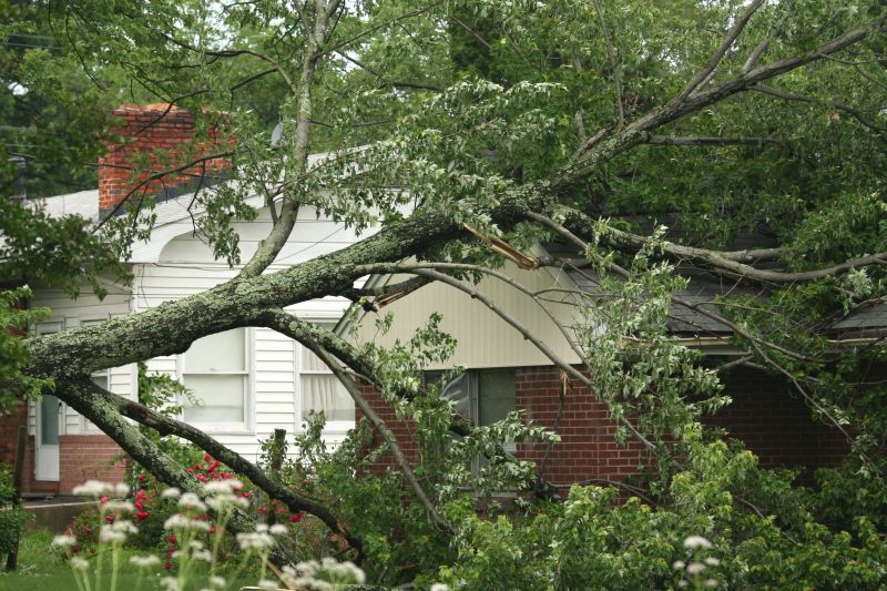 Fallen Tree in Yard