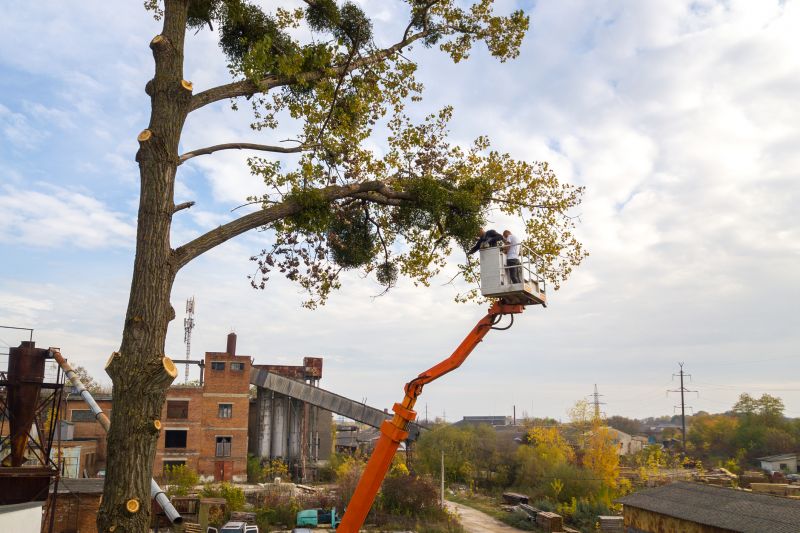 Residential Tree Service