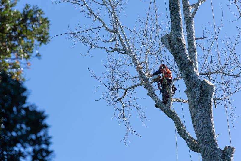 Professional Arborist Pruning