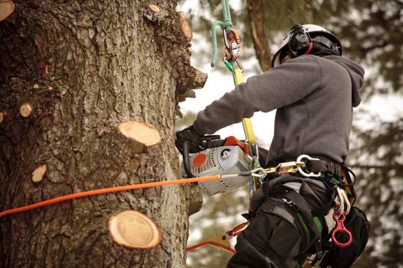 Arborist at Work