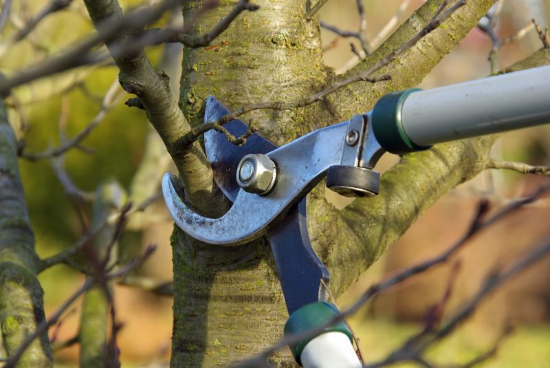 Tree Trimming Tools