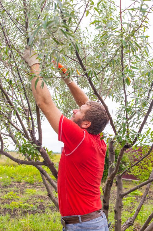 Winter Tree Trimming