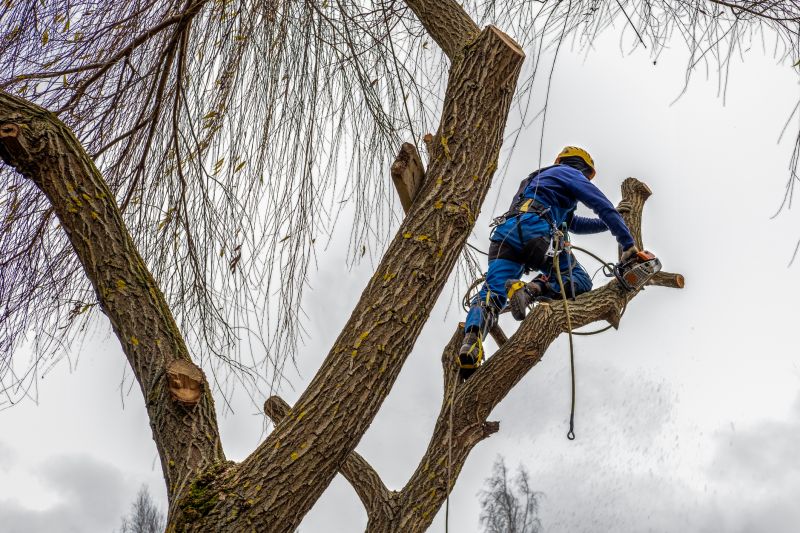 Municipal Tree Services