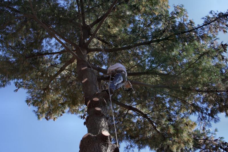 Emergency Tree Service Providers