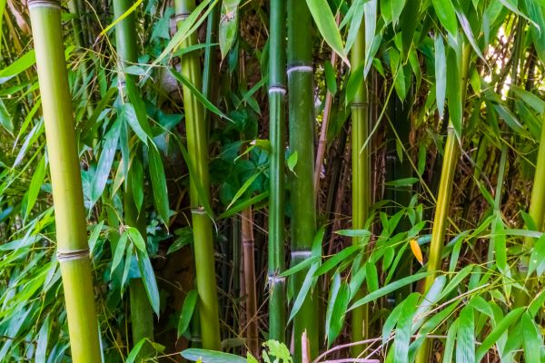 Bamboo Trimming in Golden