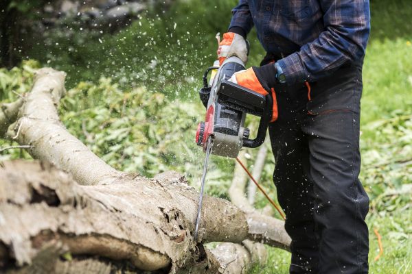 Branch Removal Service in Golden