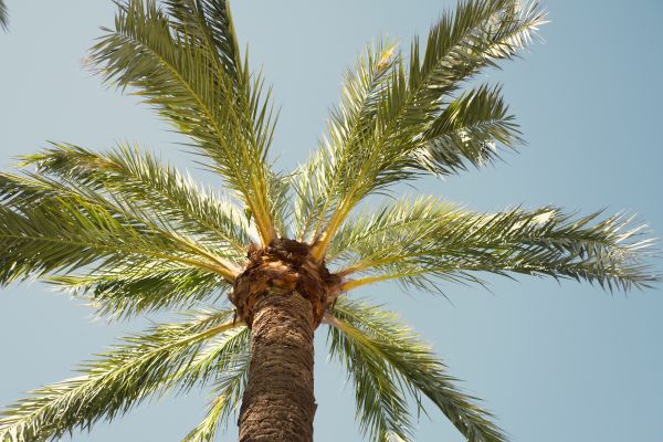 Palm Tree Pruning in Golden