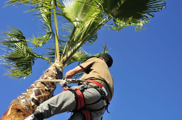 Palm Tree Trimming in Golden