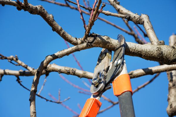 Residential Tree Service in Golden