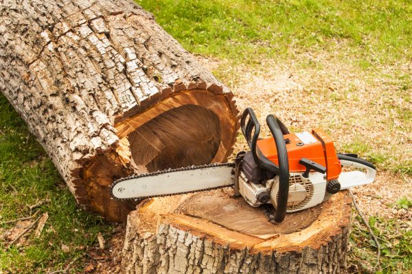Tree Cutting Service in Golden