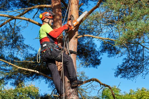 Tree Service in Golden