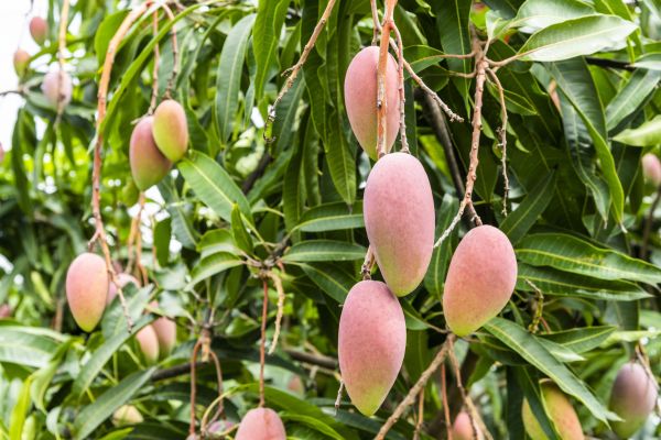 Mango Tree Trimming in Golden
