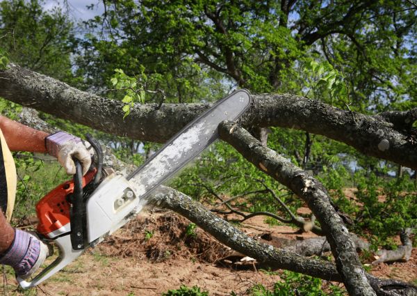Tree Branch Cutting in Golden