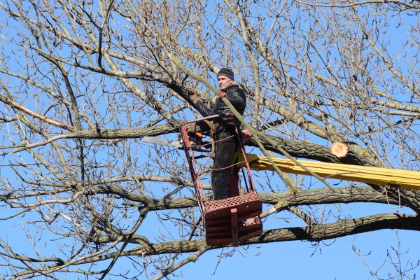 Emergency Tree Trimming in Golden