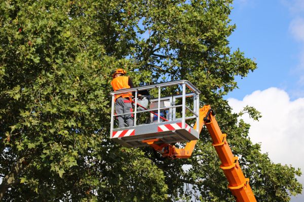 Commercial Tree Service in Golden