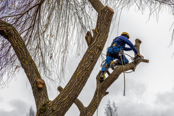 Tree Maintenance Service in Golden