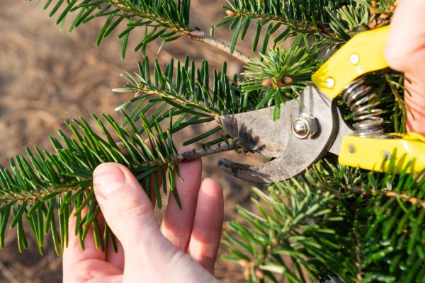 Pine Tree Pruning in Golden