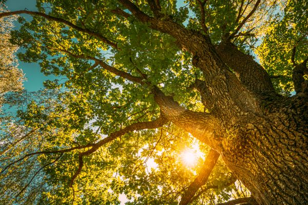 Oak Tree Pruning in Golden