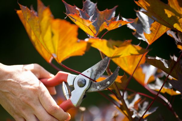 Maple Tree Pruning in Golden