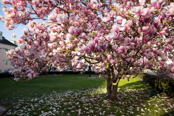 Magnolia Tree Pruning in Golden