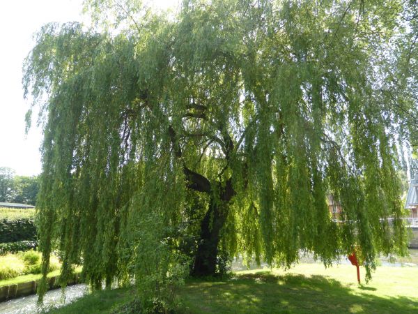 Willow Tree Trimming in Golden