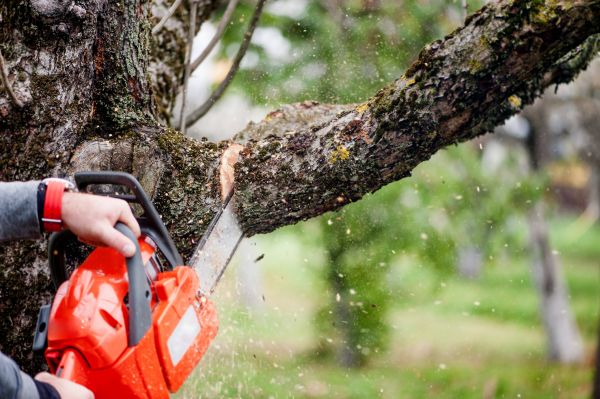 Tree Limbs Removal in Golden