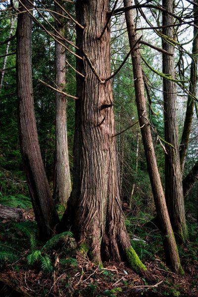Cedar Tree Trimming in Golden