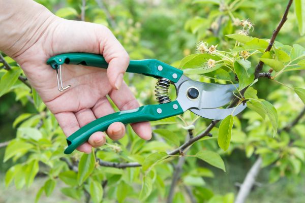 Pear Tree Pruning in Golden