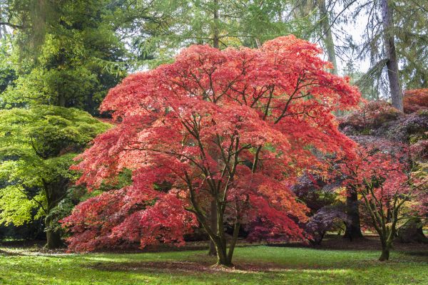 Japanese Maple Pruning in Golden