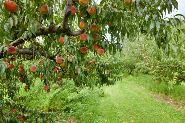 Peach Tree Pruning in Golden