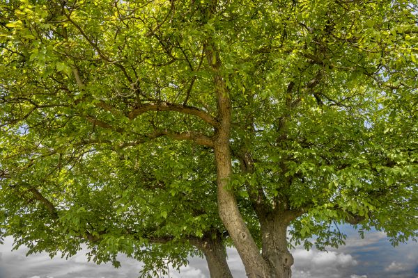 Walnut Tree Trimming in Golden