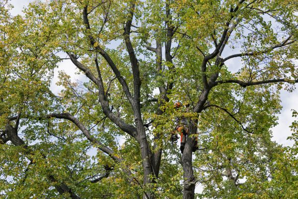 Tree Crown Shaping in Golden