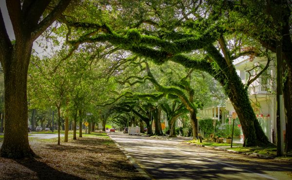 Tree Canopy Thinning in Golden