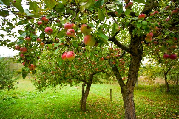 Apple Tree Pruning in Golden