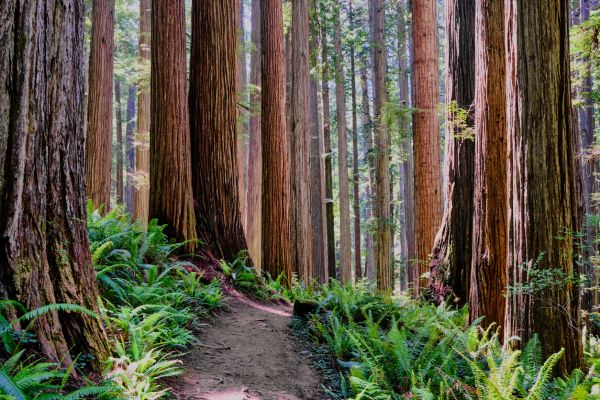 Redwood Tree Trimming in Golden