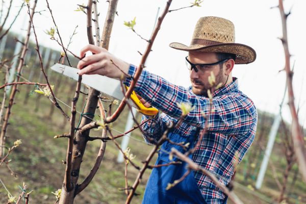 Orchard Tree Pruning in Golden