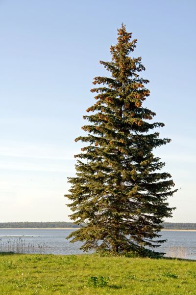 Spruce Tree Pruning in Golden