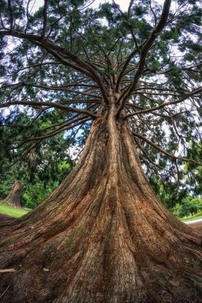 Cedar Tree Pruning in Golden