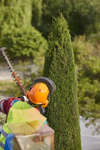 Cypress Tree Trimming in Golden