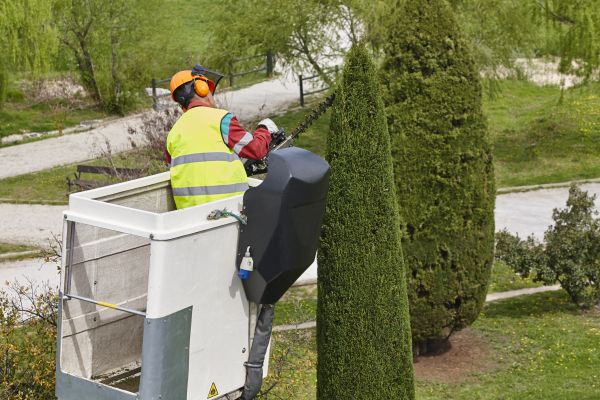 Cypress Tree Pruning in Golden