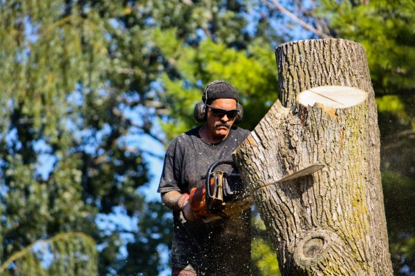 Ash Tree Pruning in Golden