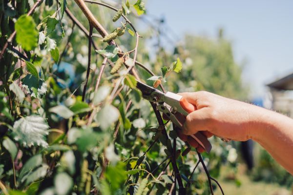 Birch Tree Pruning in Golden