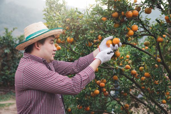 Orange Tree Pruning in Golden