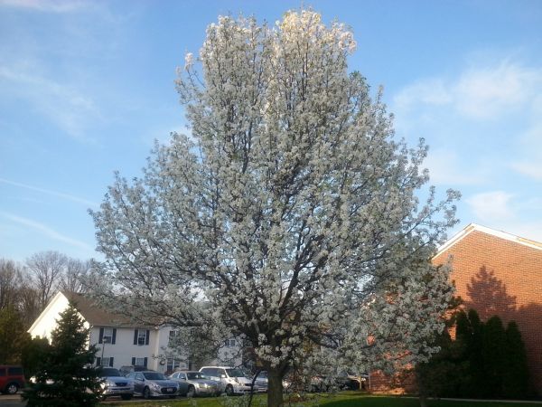 Bradford Pear Tree Pruning in Golden