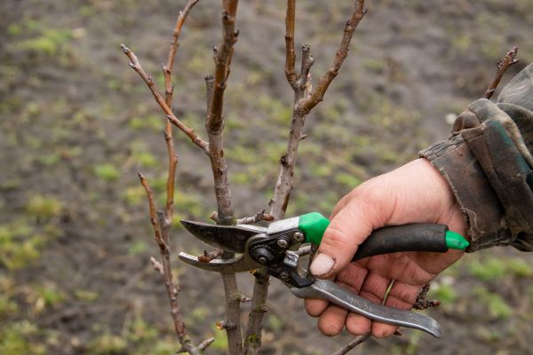 Pear Trees Pruning in Golden