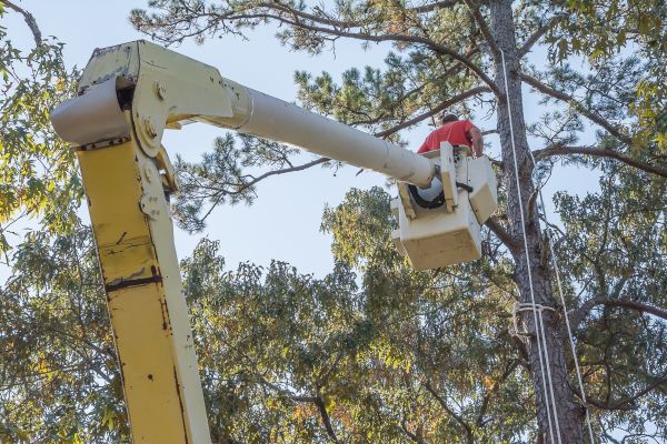 Limbs Trimming in Golden
