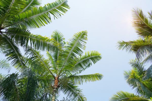 Queen Palm Tree Trimming in Golden