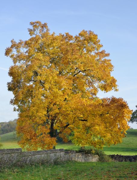 Hickory Tree Trimming in Golden