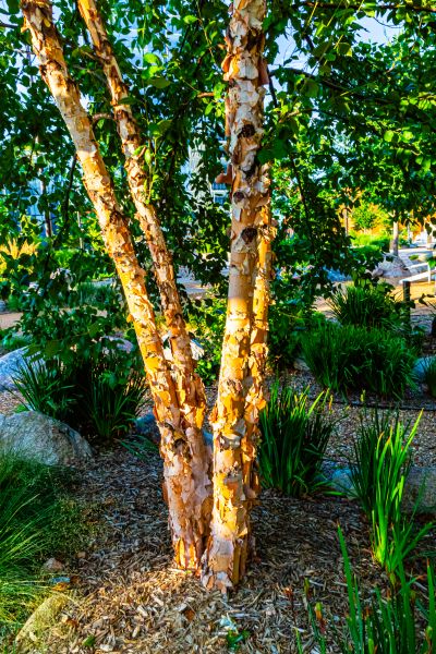 River Birch Trimming in Golden