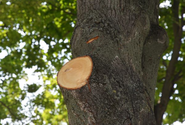 Limb Cutting in Golden